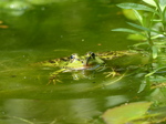 FZ008327 Submerged Marsh frog (Pelophylax ridibundus).jpg